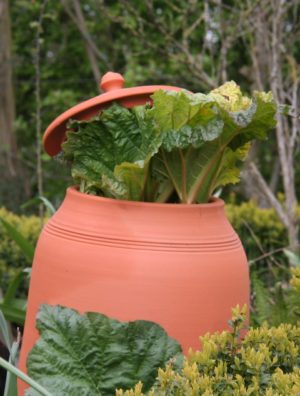 Terracotta rabarberpot of bleekpot XL
