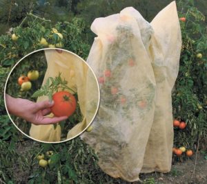 Vlies voor tomatenplanten